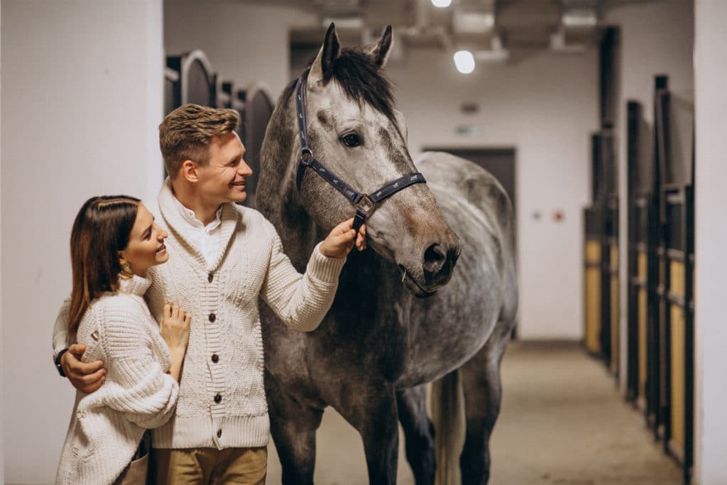 Vente Cheval Particulier A Particulier
