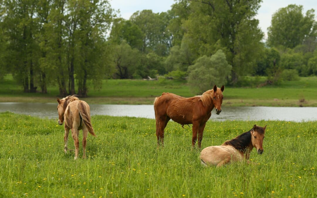 Droit rural : Le gardiennage des chevaux n’est toujours pas soumis au statut du fermage