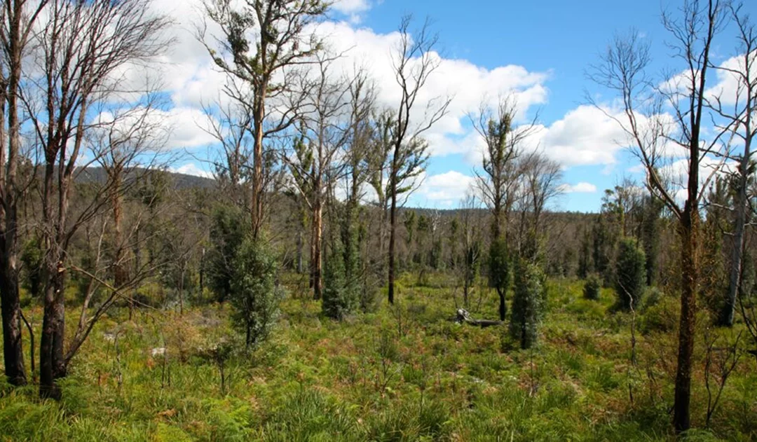 Droit rural : Filière bois et forêt, aménagement du régime d’aide en faveur du renouvellement forestier