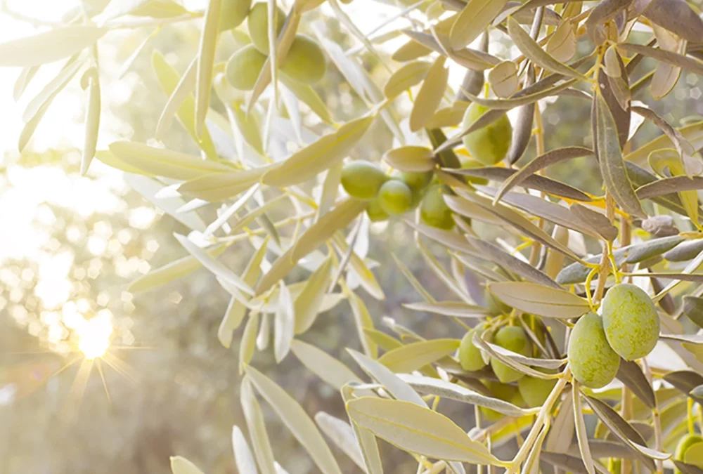 Droit rural : Secteur de l’huile d’olive et des olives de tables : Aides aux programmes opérationnels