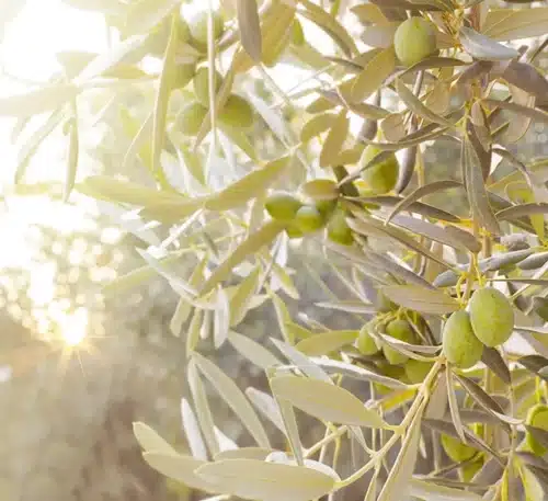 DBCJ Avocats : Secteur de l'huile d'olive
