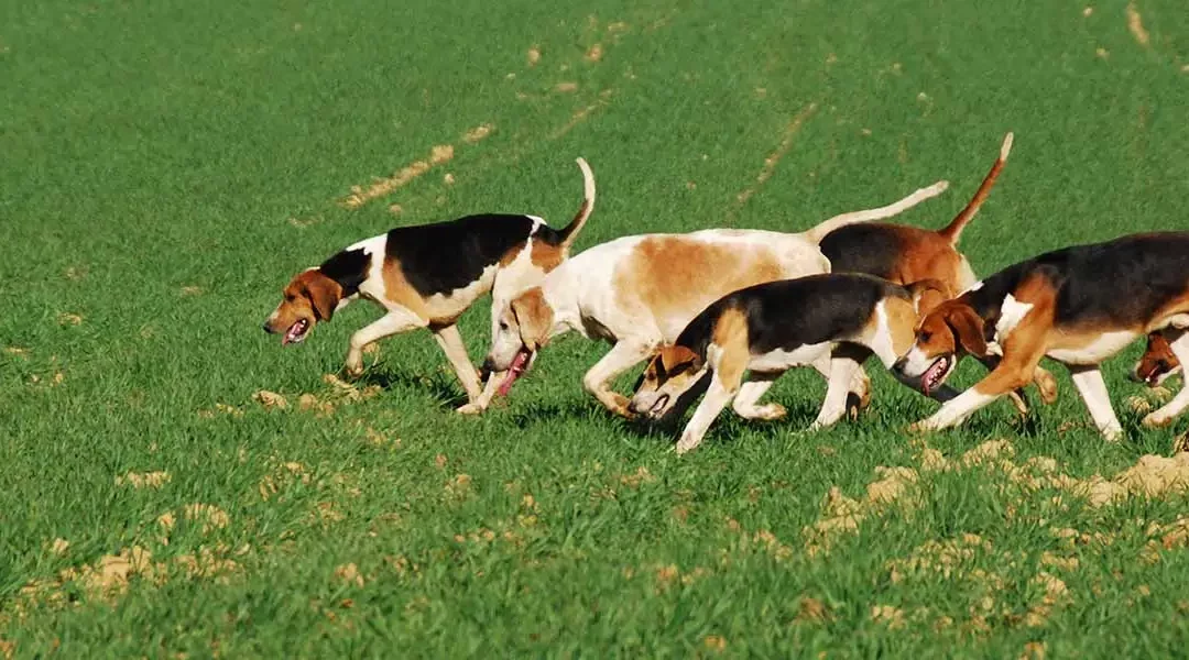 Droit rural : Chasse : Extension de l’usage des chiens en battue