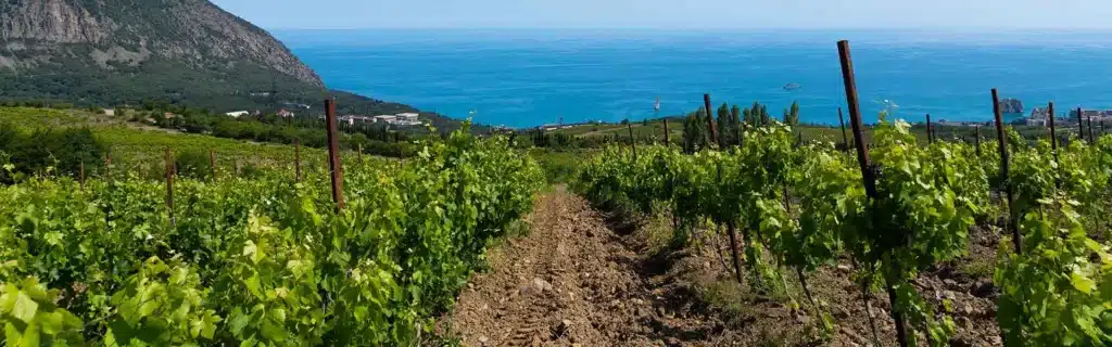 Les vignobles en Corse