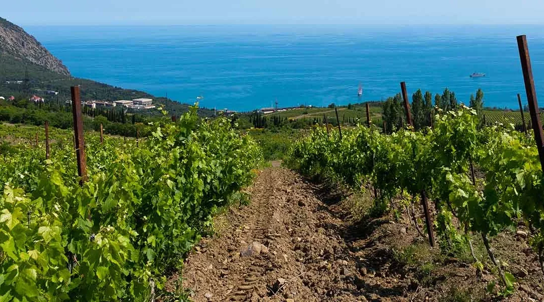 Droit rural : Les vignes en Corse