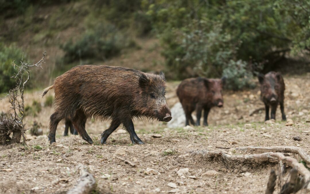 Droit rural : Chasse au sanglier : une expérimentation est autorisée dans les landes