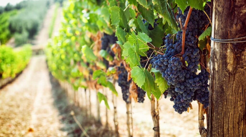 Vignoble en Corse