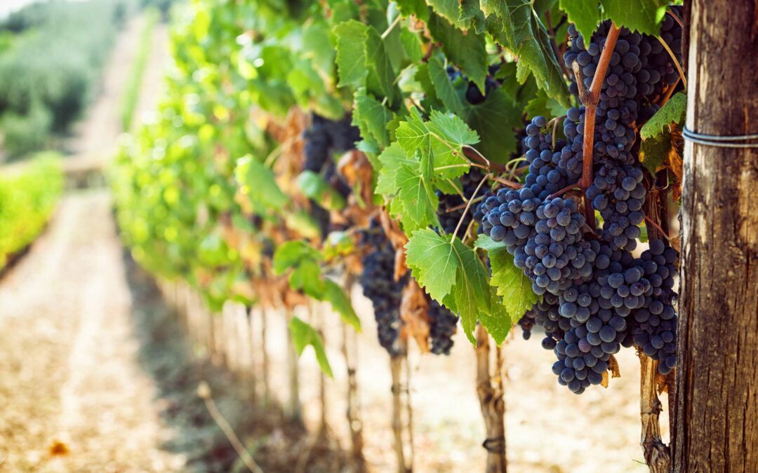 Que dit la Loi concernant l’implantation des vignobles en Corse ?